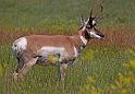 134 custer state park, pronghorn